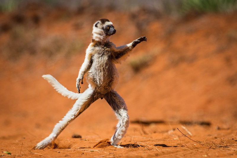 Illustration for article titled These Are the Winners of the 2015 Comedy Wildlife Awards